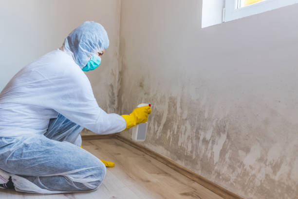 Licensed Mold Inspection And Testing service in Cary, NC - Car Mold Remediation